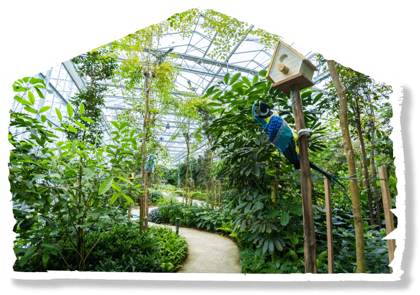 Rainforest Grove