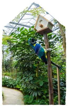 Rainforest Grove