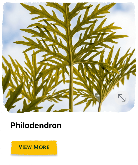 Garden of the Seasons plant