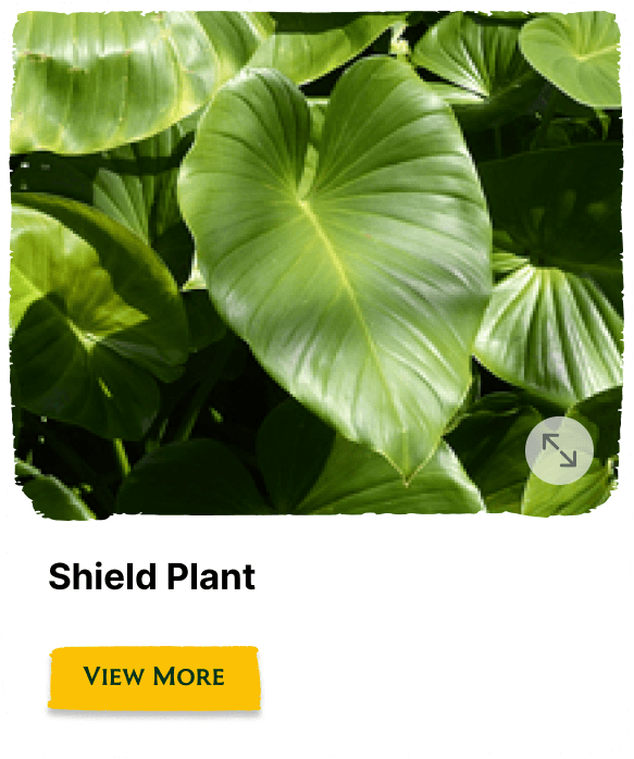 Garden of the Seasons plant