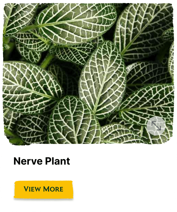 Garden of the Seasons plant