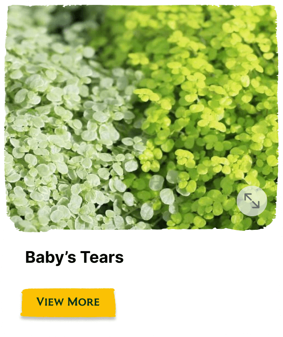Garden of the Seasons plant