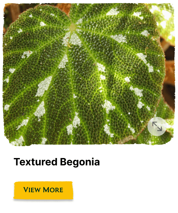 Garden of the Seasons plant