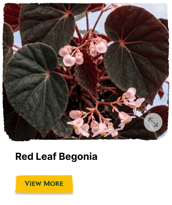 Garden of the Seasons plant