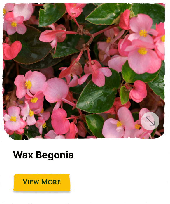 Garden of the Seasons plant