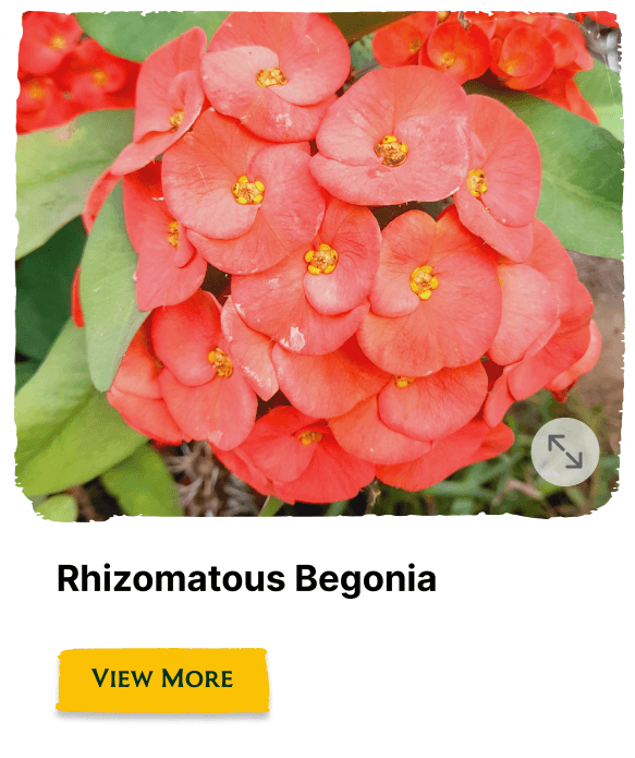 Garden of the Seasons plant