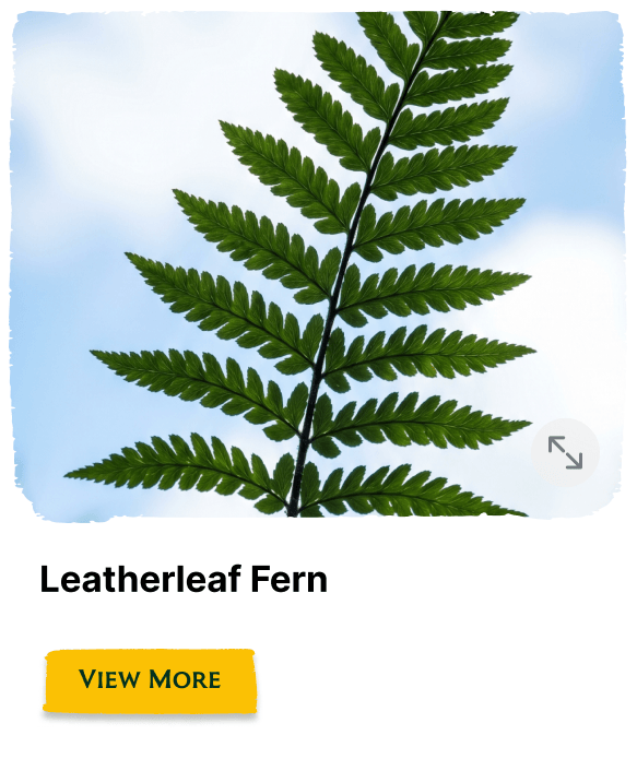 Garden of the Seasons plant