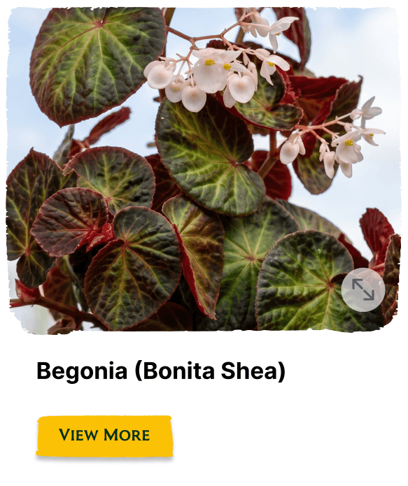 Garden of the Seasons plant