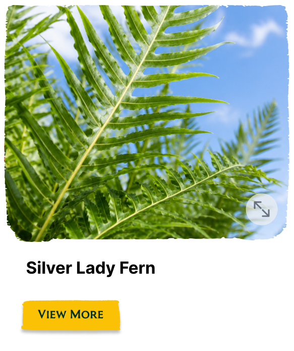 Rainforest Grove plant