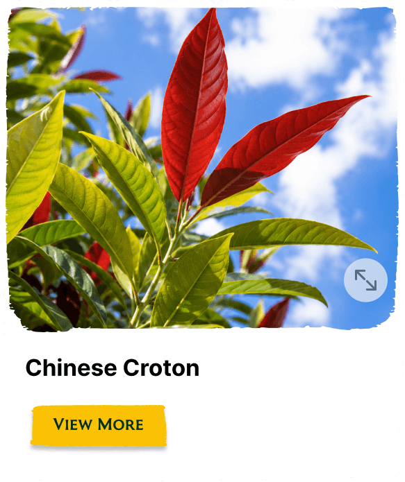 Rainforest Grove plant