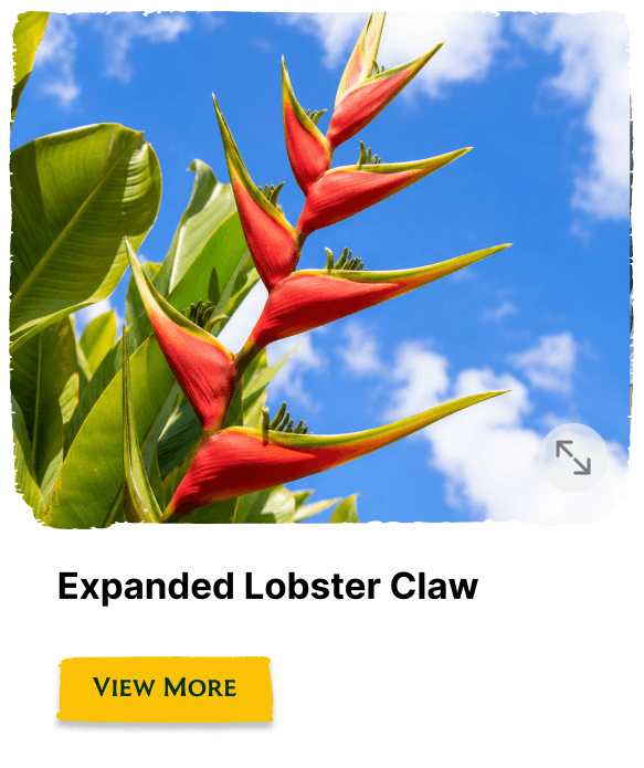 Rainforest Grove plant