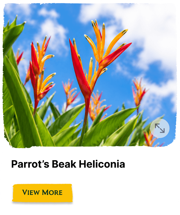 Rainforest Grove plant