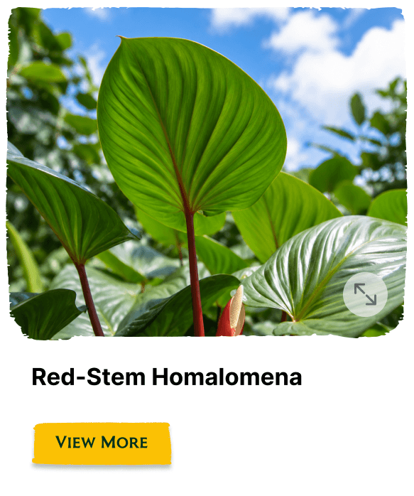 Rainforest Grove plant