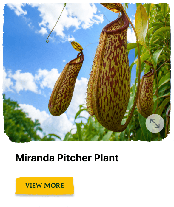 Rainforest Grove plant