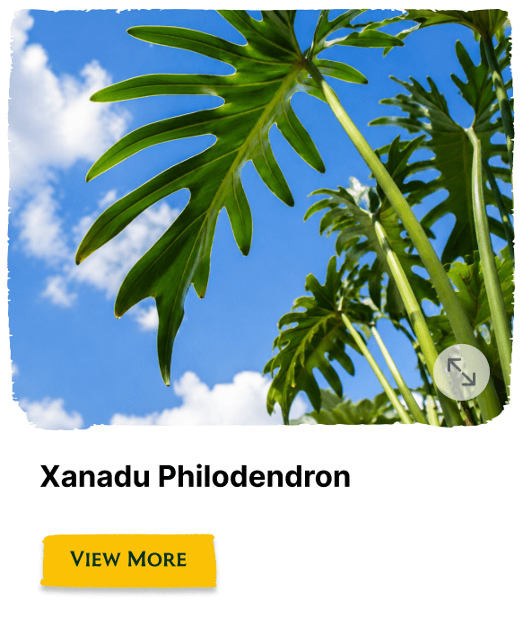 Rainforest Grove plant