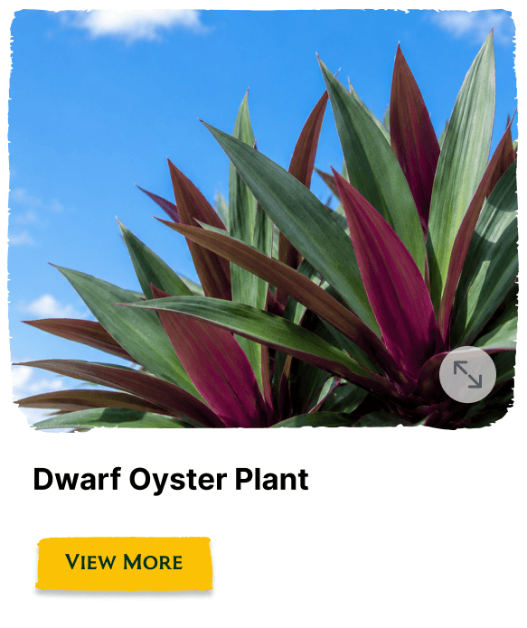 Rainforest Grove plant