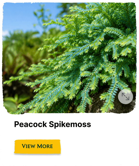Rainforest Grove plant