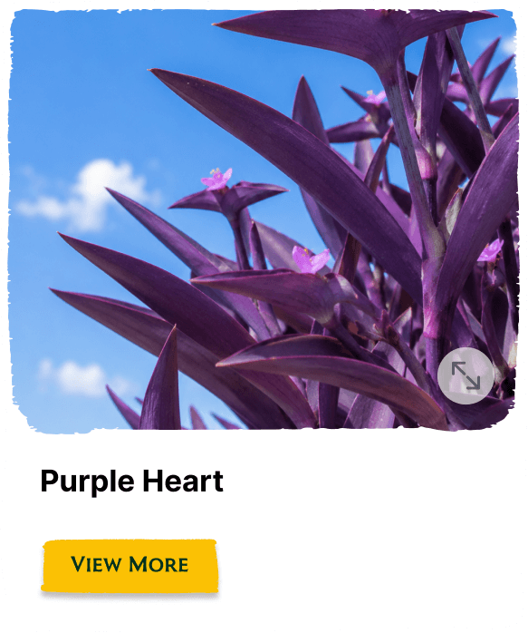 Rainforest Grove plant
