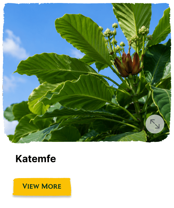Rainforest Grove plant