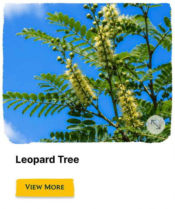 Rainforest Grove plant