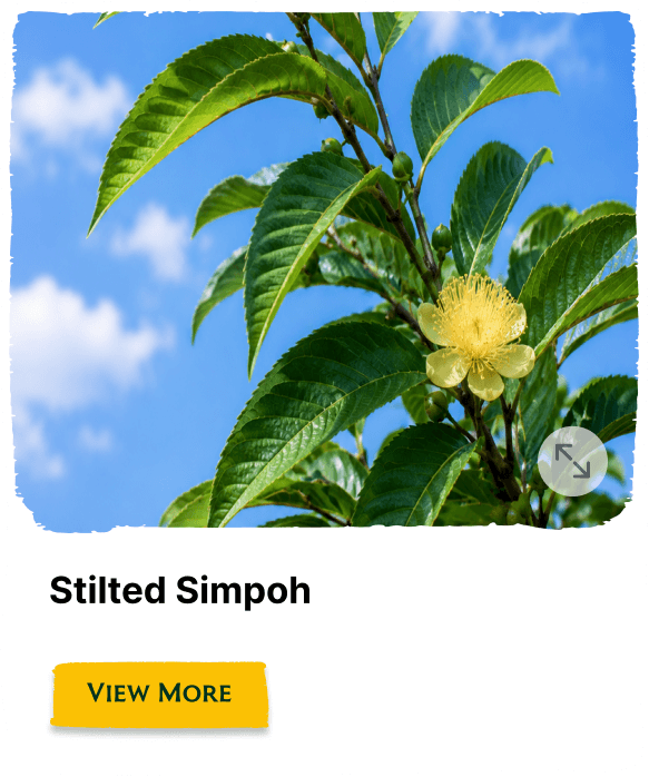 Rainforest Grove plant