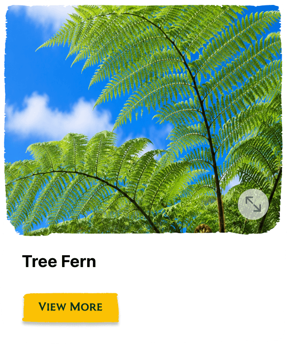 Rainforest Grove plant