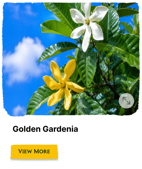 Rainforest Grove plant