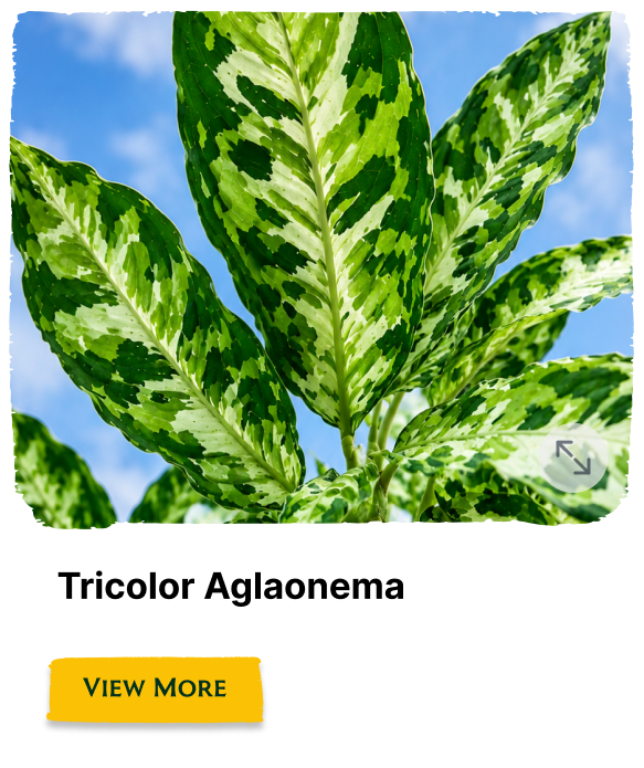 Rainforest Grove plant