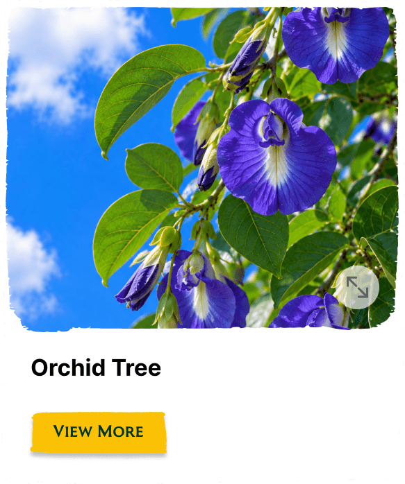 Rainforest Grove plant