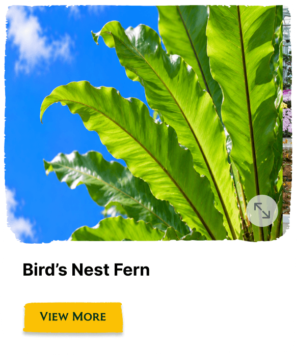Rainforest Grove plant