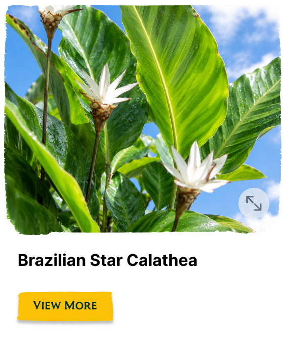 Rainforest Grove plant