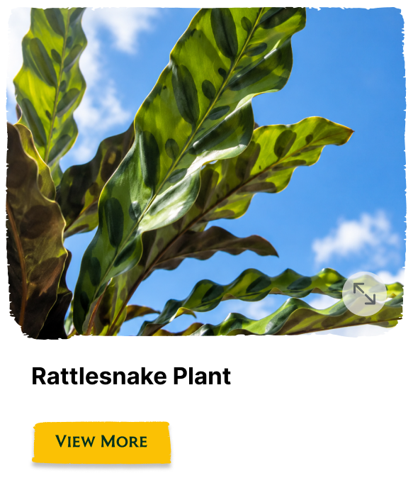 Rainforest Grove plant